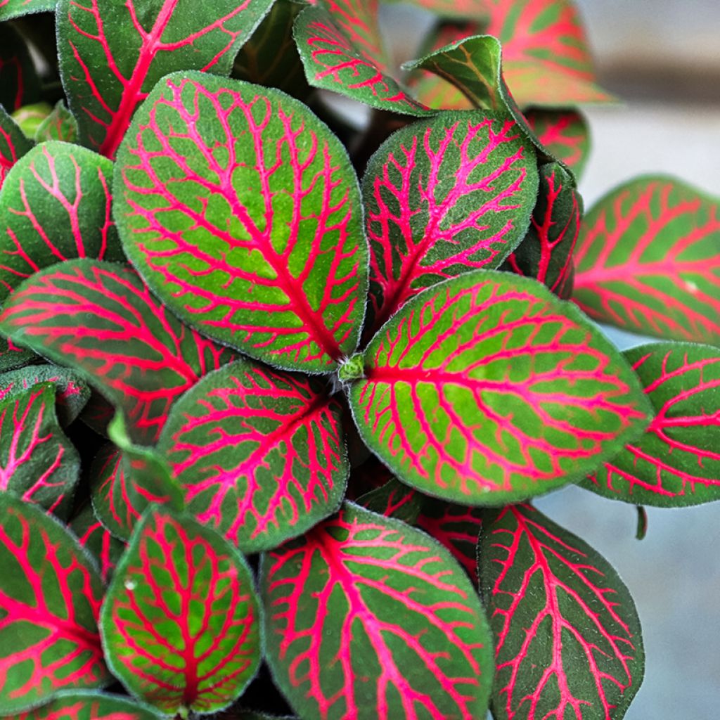 Fittonia Joly Josan Rood - Mozaïekplant