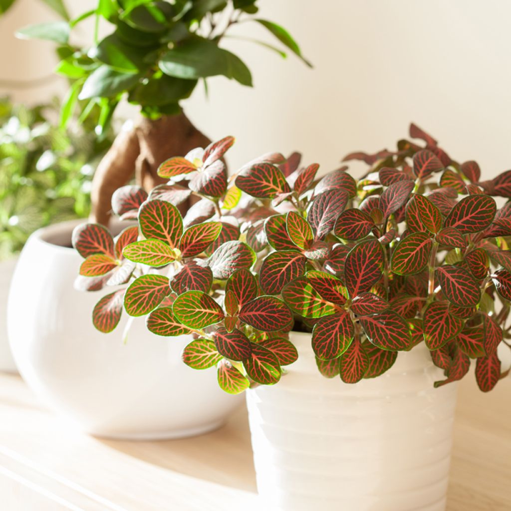 Fittonia Joly Josan Rood - Mozaïekplant