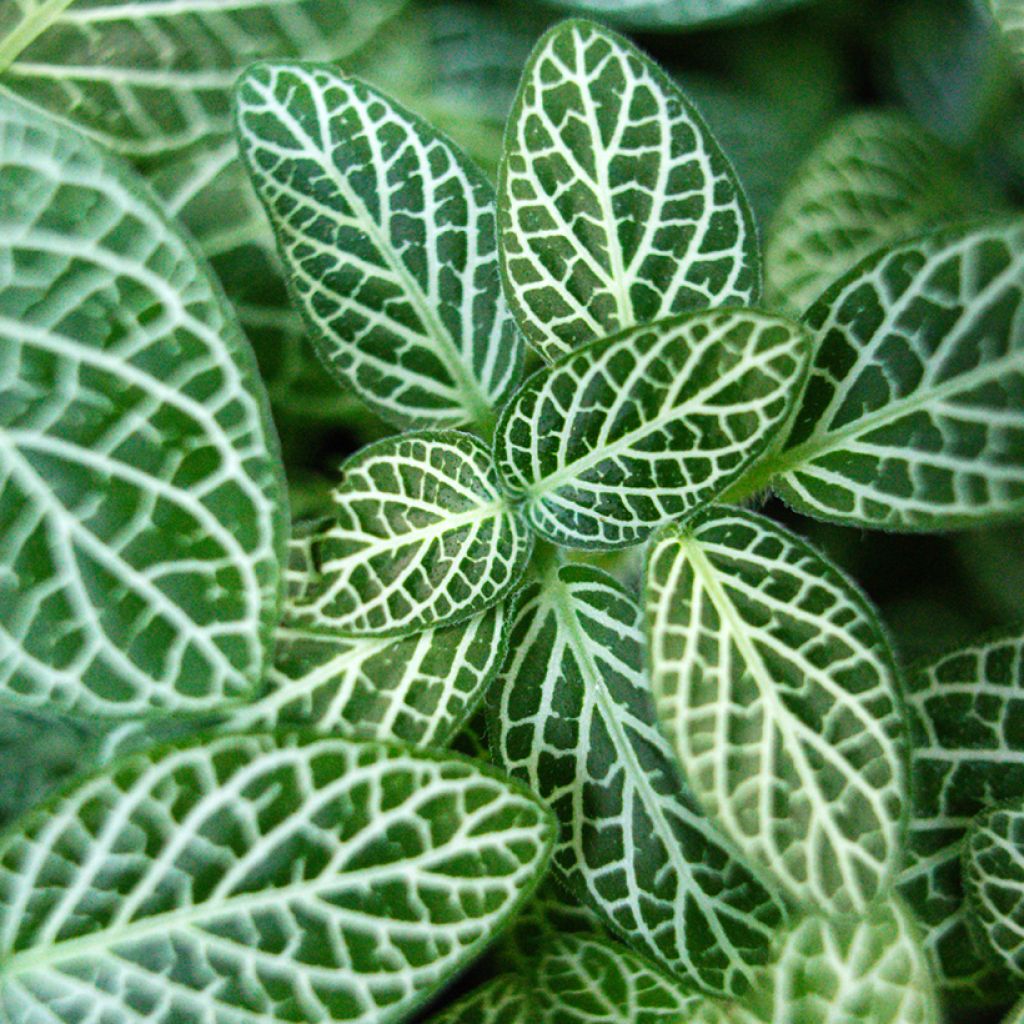 Fittonia Mini Wit - Mozaïekplant