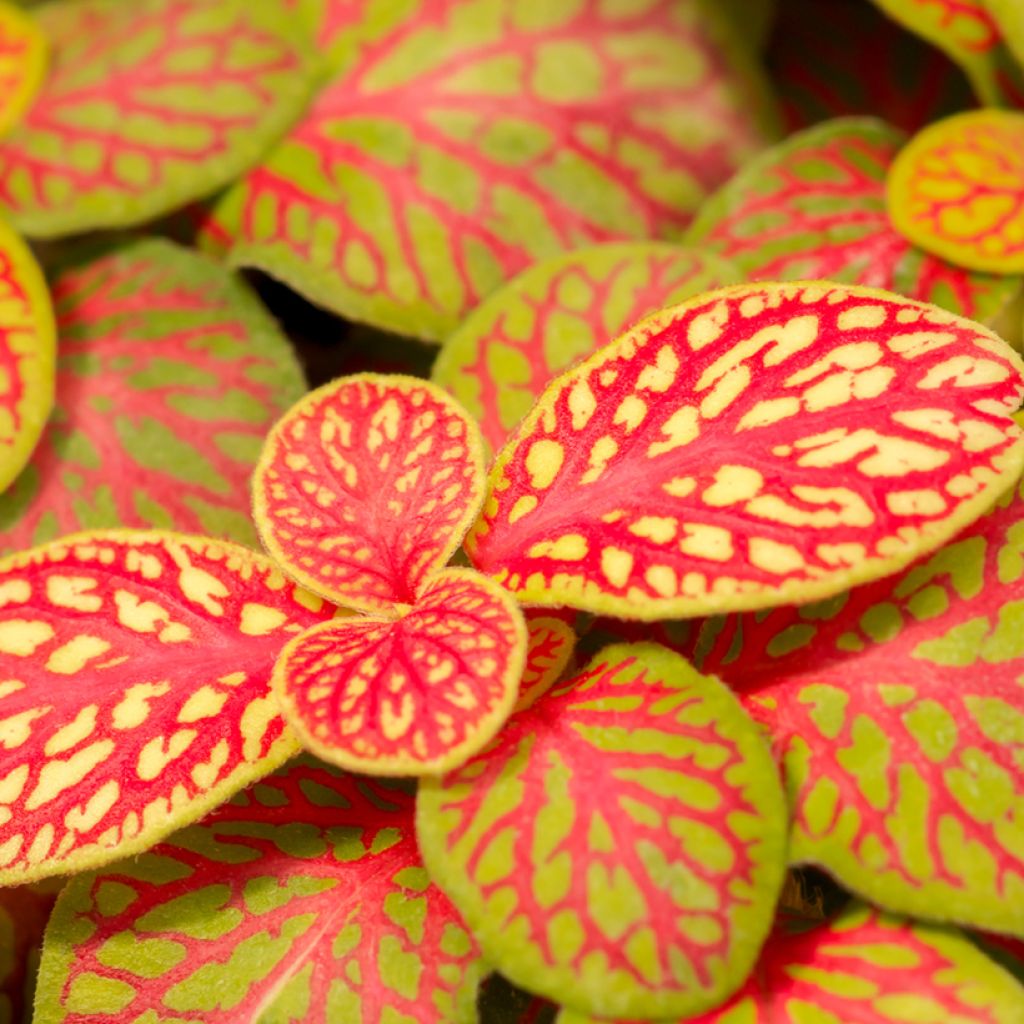 Fittonia Skeleton - Mozaïekplant