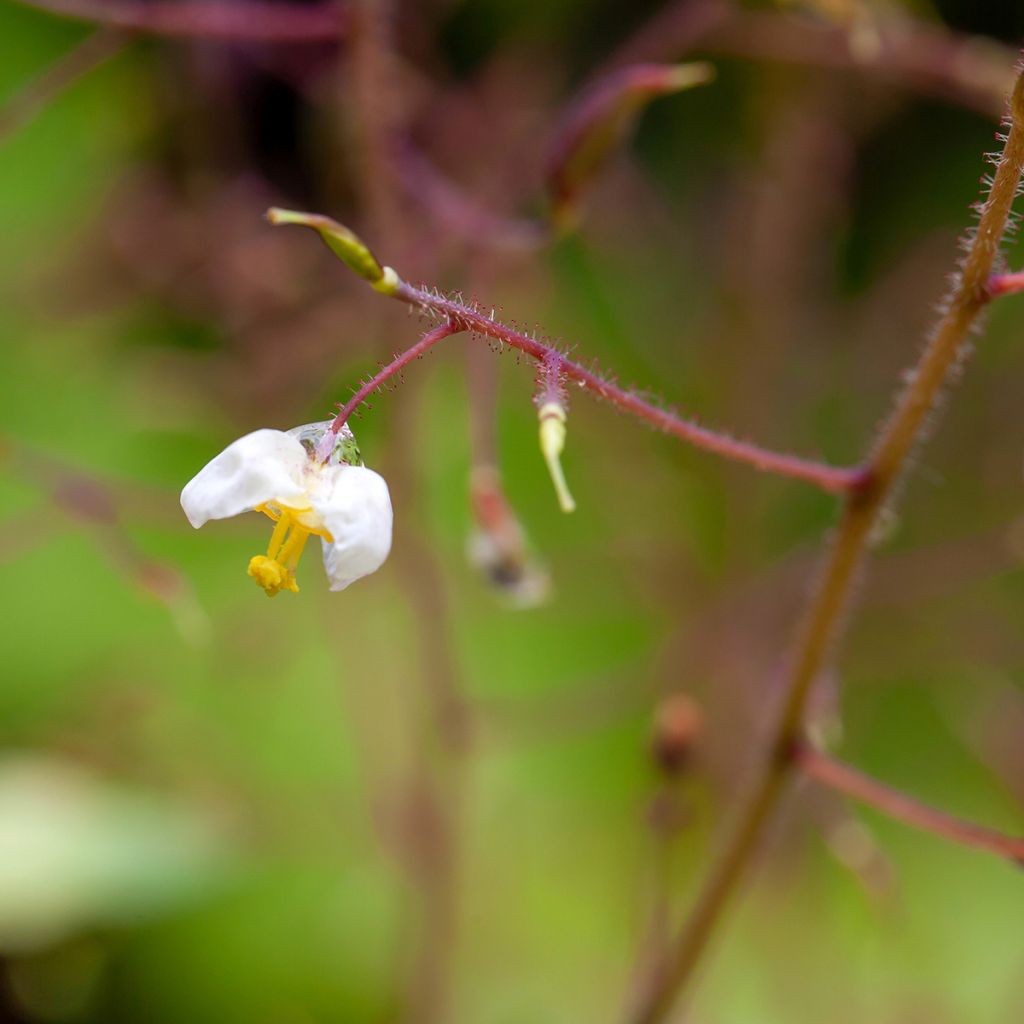 Epimedium pubigerum - Elfenbloem