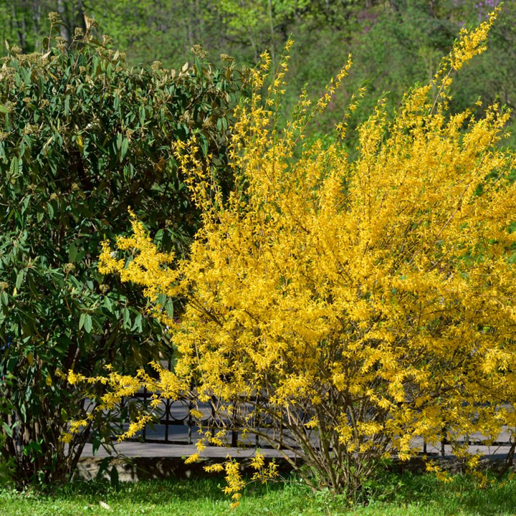 Forsythia intermedia Forbeesia - Chinees klokje