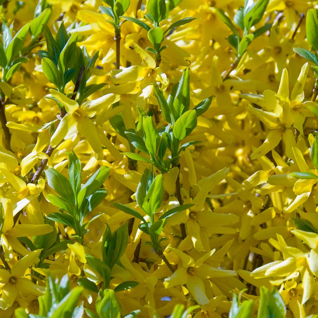 Forsythia intermedia Golden Times - Chinees klokje