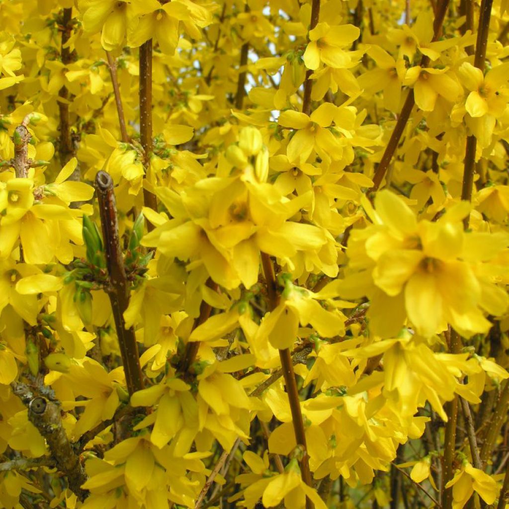 Forsythia Spectabilis - Chinees klokje