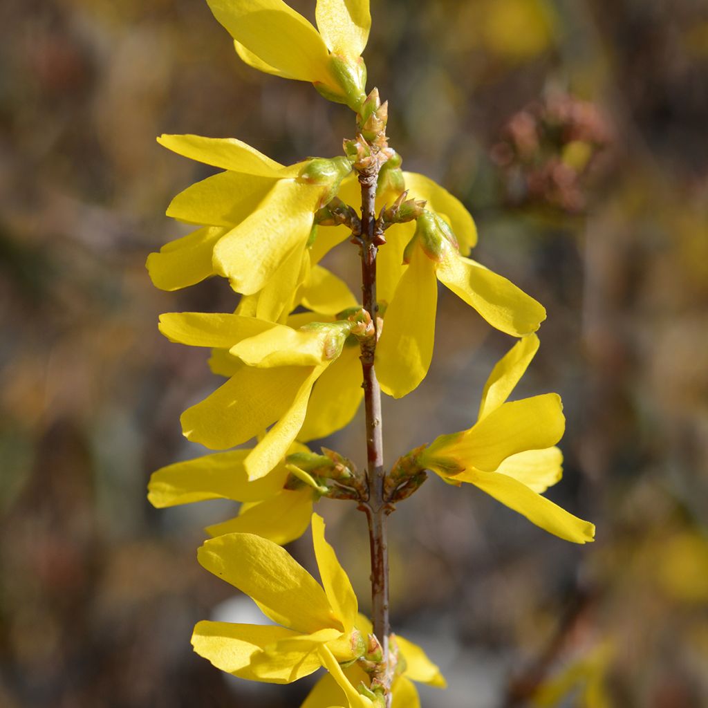 Forsythia Spectabilis - Chinees klokje