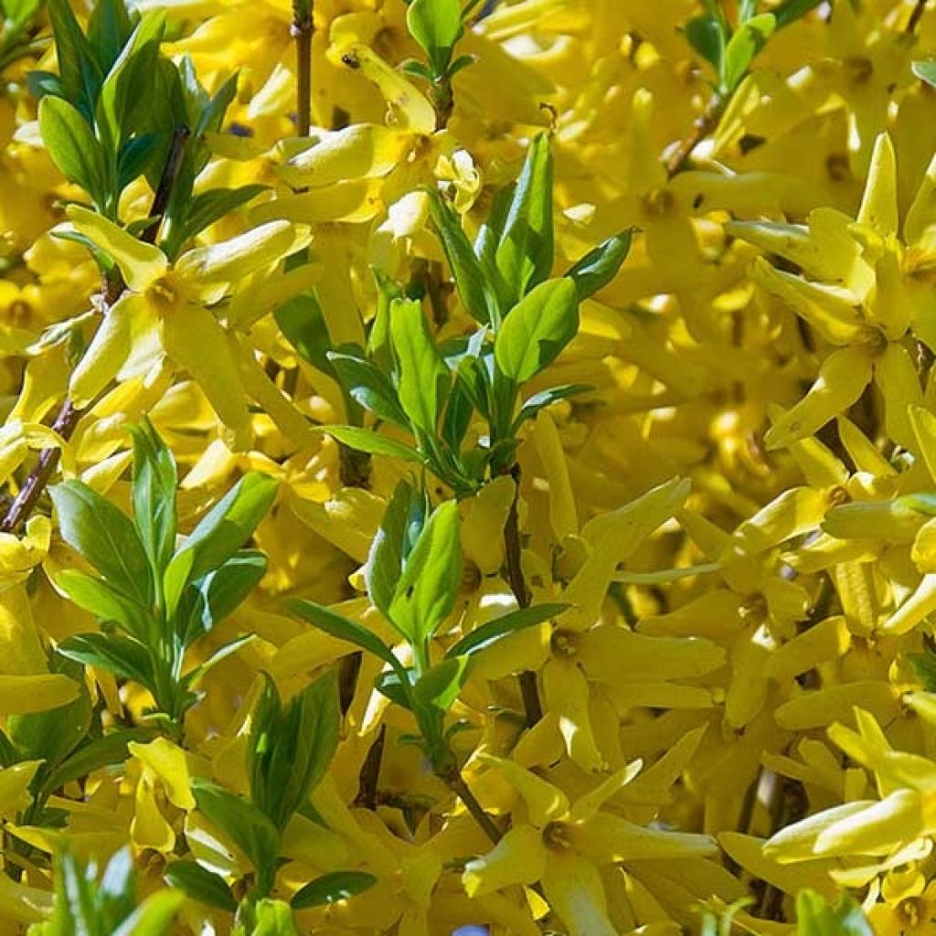 Forsythia intermedia - Chinees klokje
