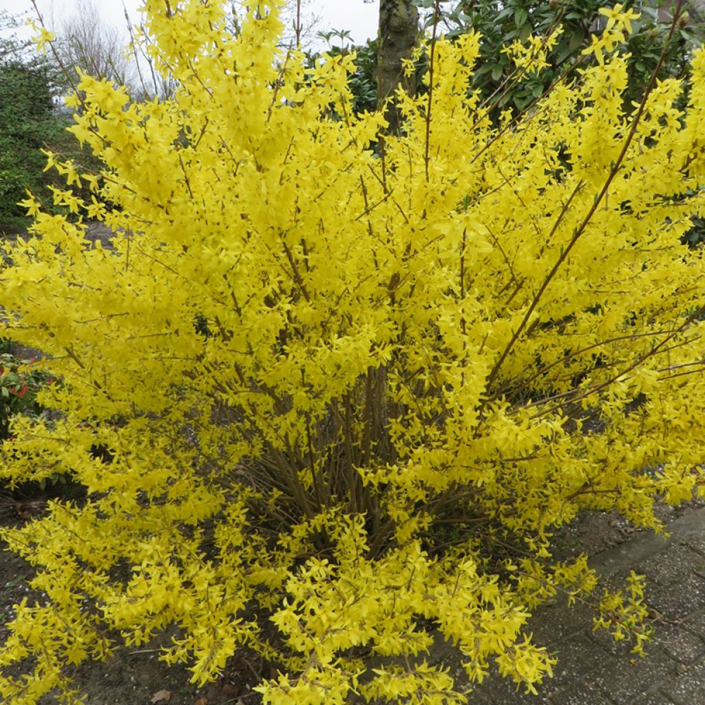 Forsythia Goldzauber - Chinees klokje