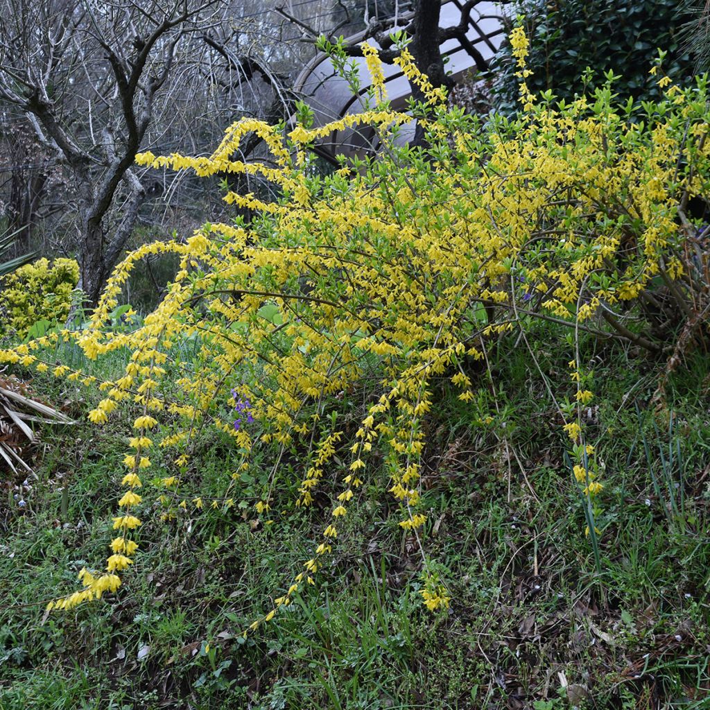 Forsythia suspensa Aurea - Hangend Chinees klokje