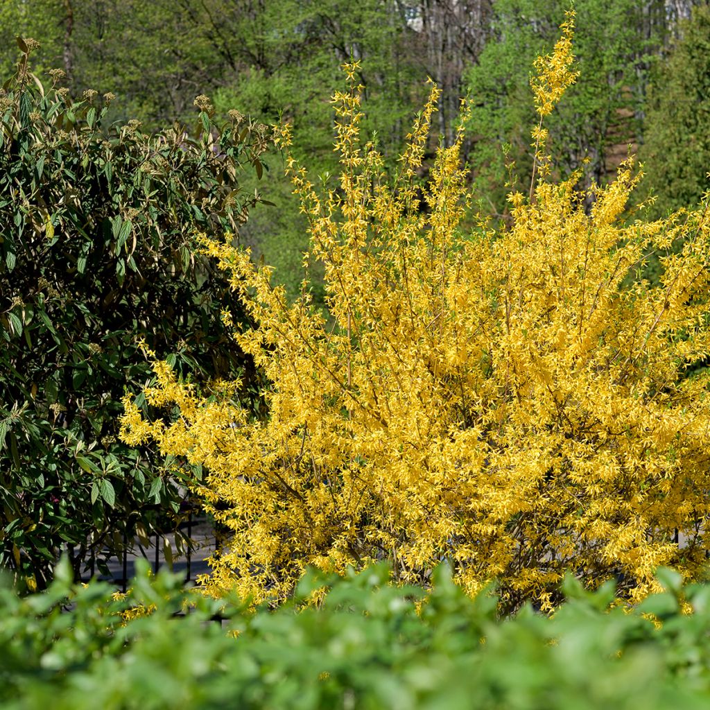 Forsythia Goldzauber - Chinees klokje