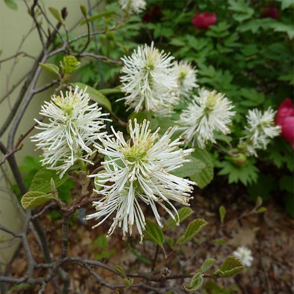 Fothergilla gardenii - Lampenpoetsersstruik
