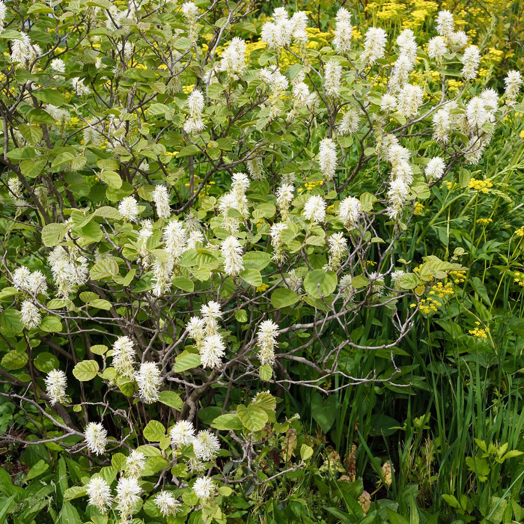 Fothergilla gardenii - Lampenpoetsersstruik