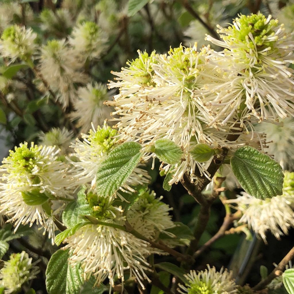 Fothergilla gardenii - Lampenpoetsersstruik