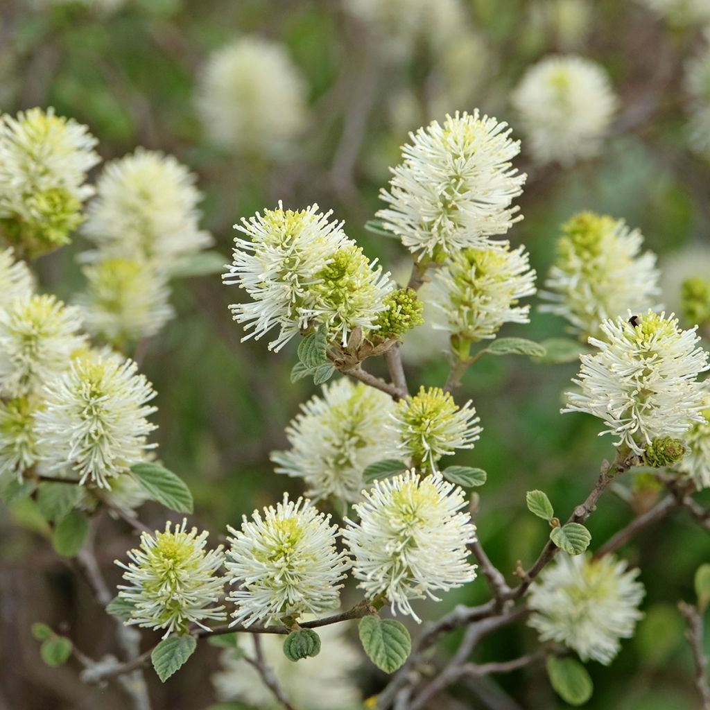 Fothergilla intermedia Blue Shadow - Lampenpoetsersstruik