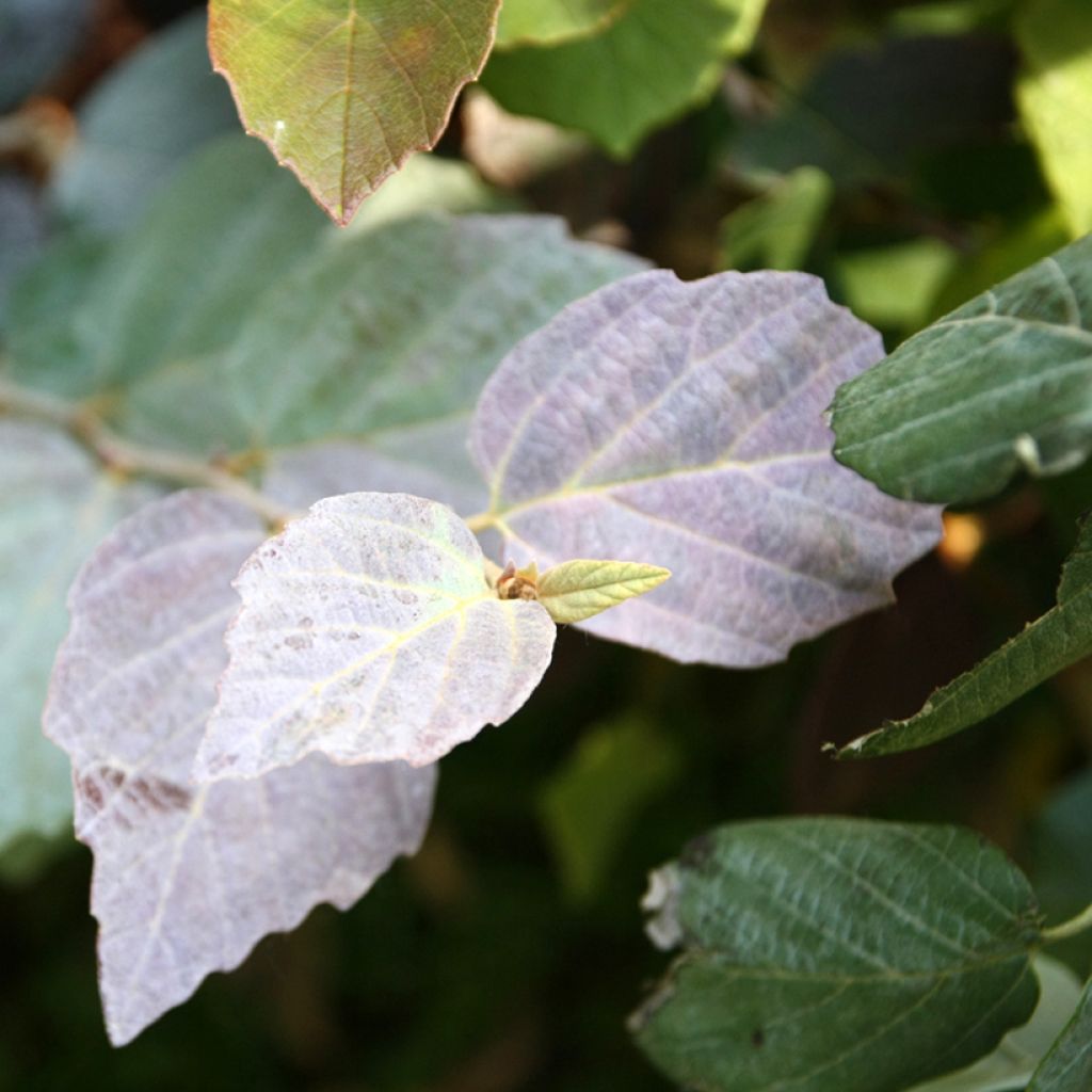 Fothergilla intermedia Blue Shadow - Lampenpoetsersstruik