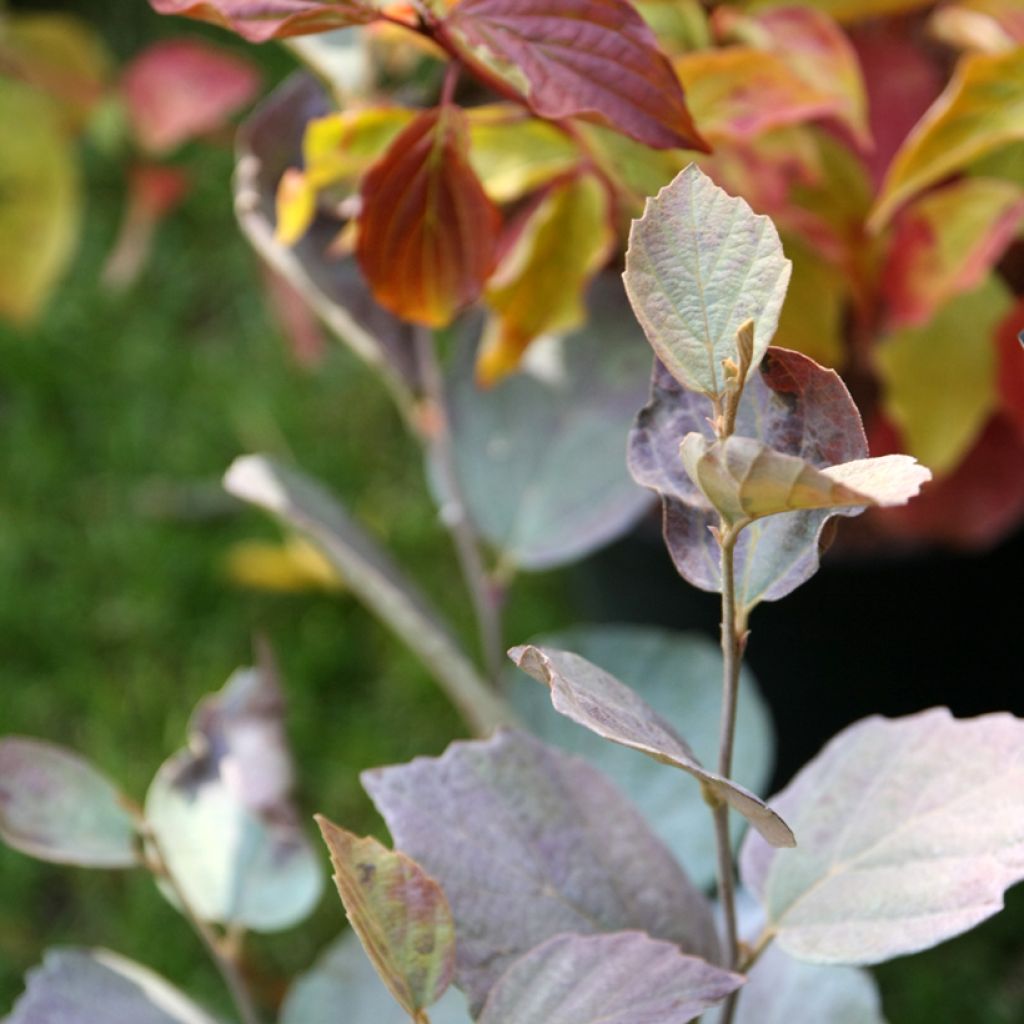 Fothergilla intermedia Blue Shadow - Lampenpoetsersstruik