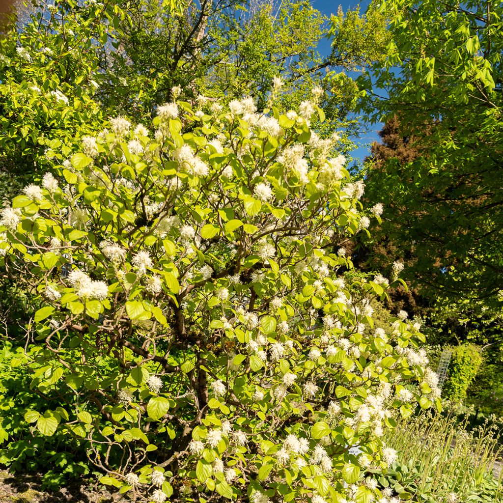 Fothergilla major - Lampenpoetsersstruik