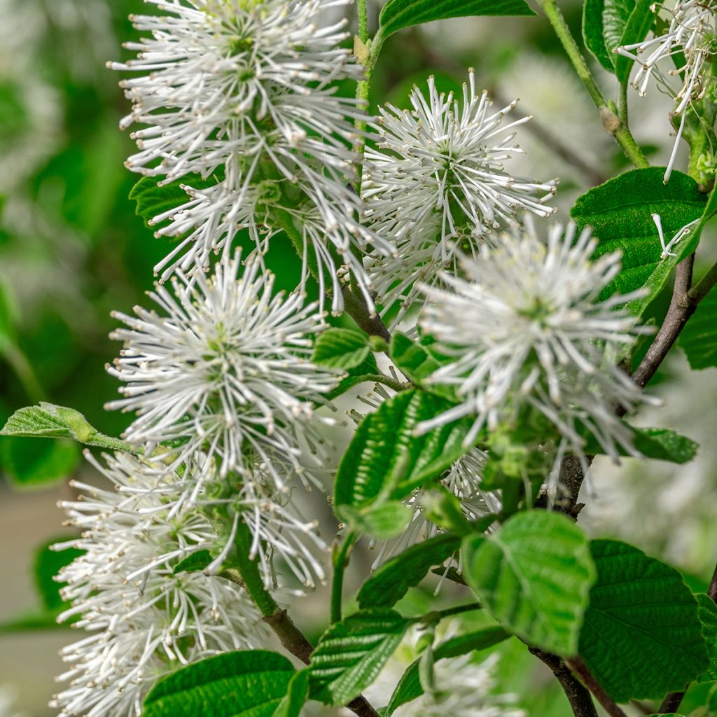 Fothergilla major - Lampenpoetsersstruik
