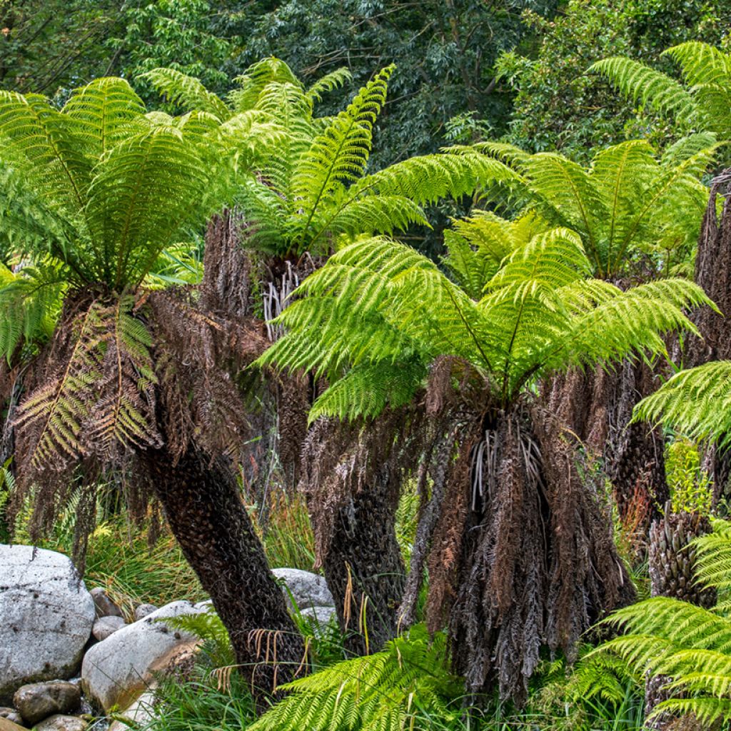 Dicksonia antarctica - Tasmaanse boomvaren
