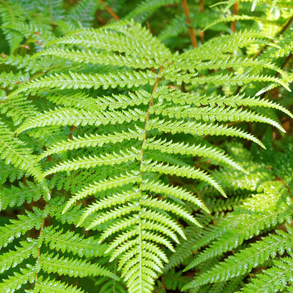 Dicksonia fibrosa - Gouden boomvaren