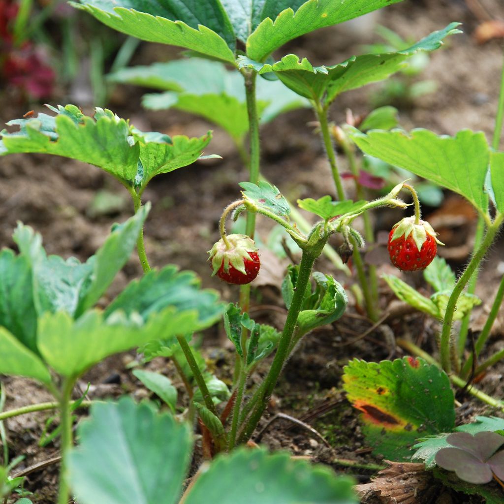 Fragaria chiloensis - Duinaardbei