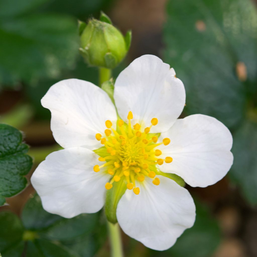 Fragaria chiloensis - Duinaardbei