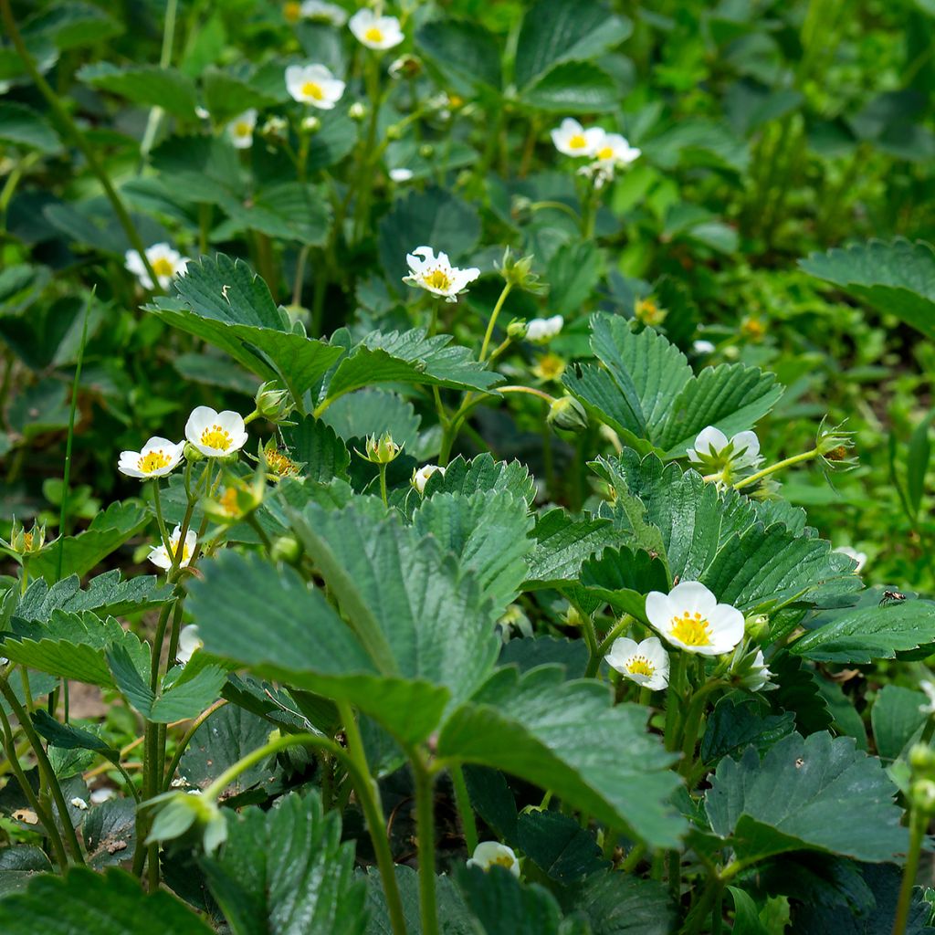 Fragaria chiloensis - Duinaardbei