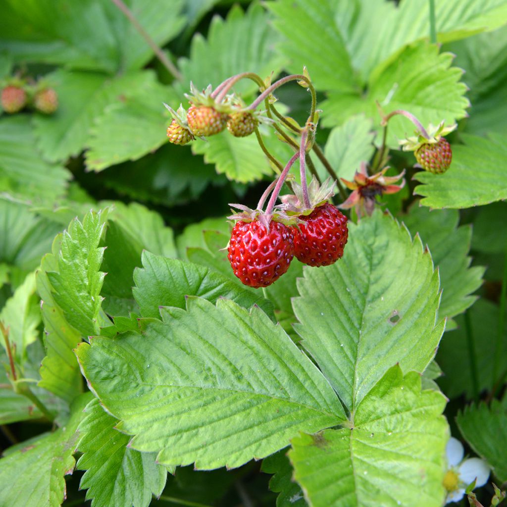 Fragaria chiloensis - Duinaardbei