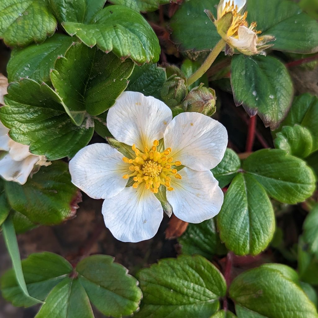 Fragaria chiloensis - Duinaardbei