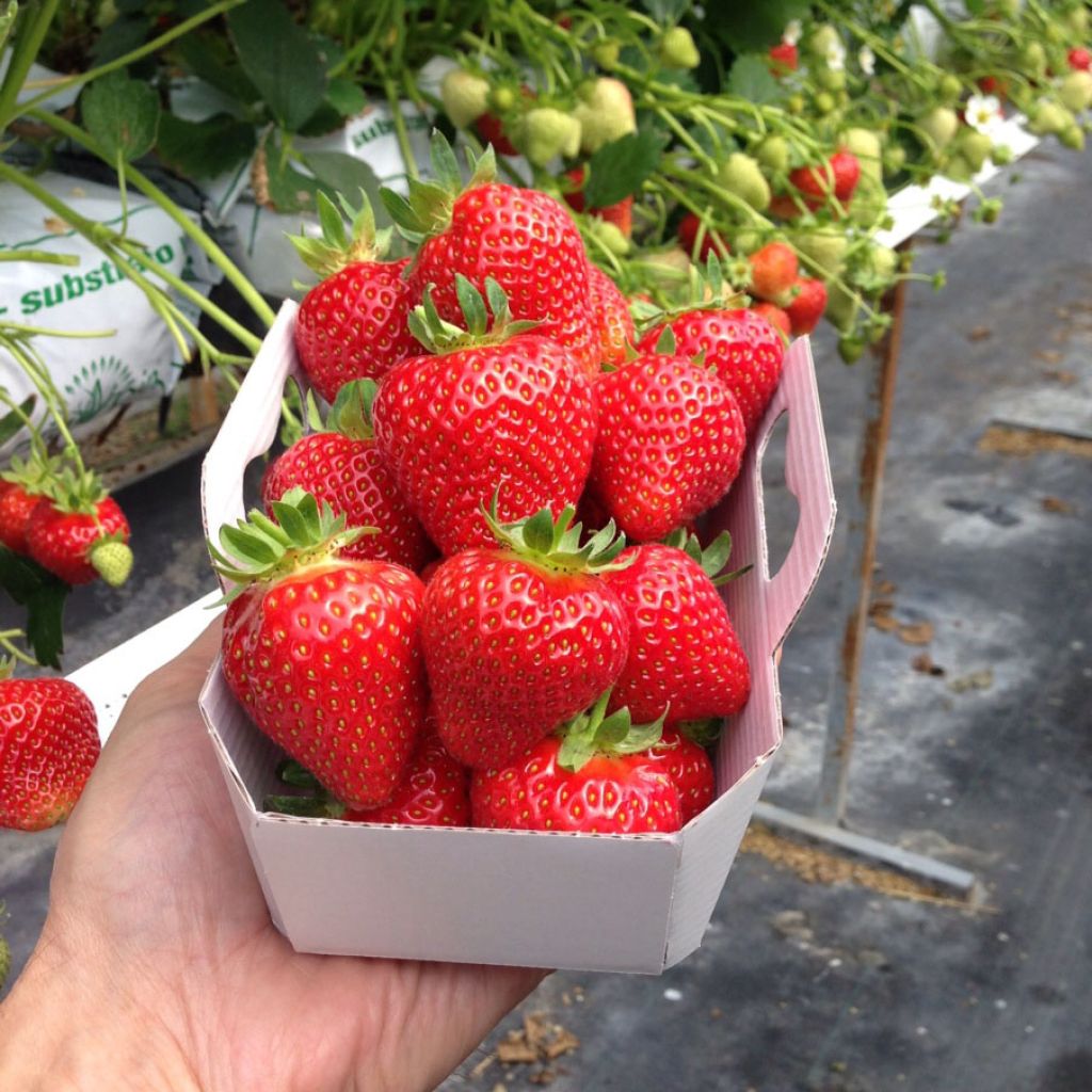 Aardbei Magnum Marionnet 97