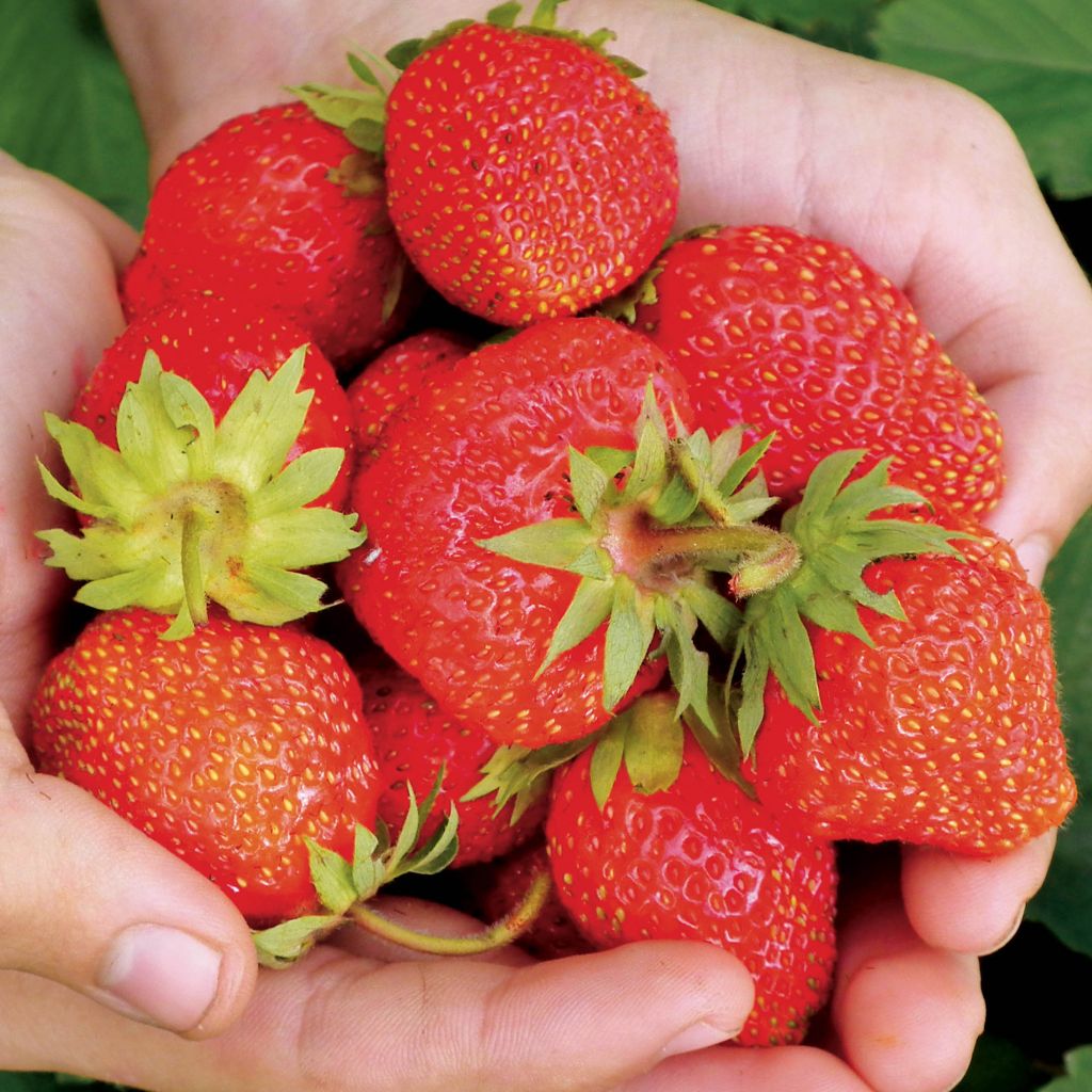 Aardbei Magnum Marionnet 97