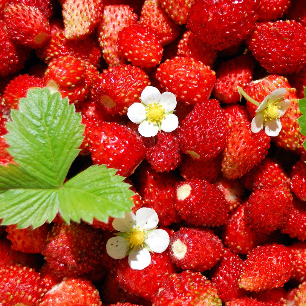 Bosaardbei Quatre Saisons - Fragaria vesca