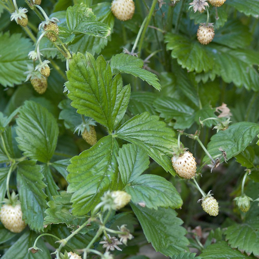 Bosaardbei Yellow Wonder (zaad)