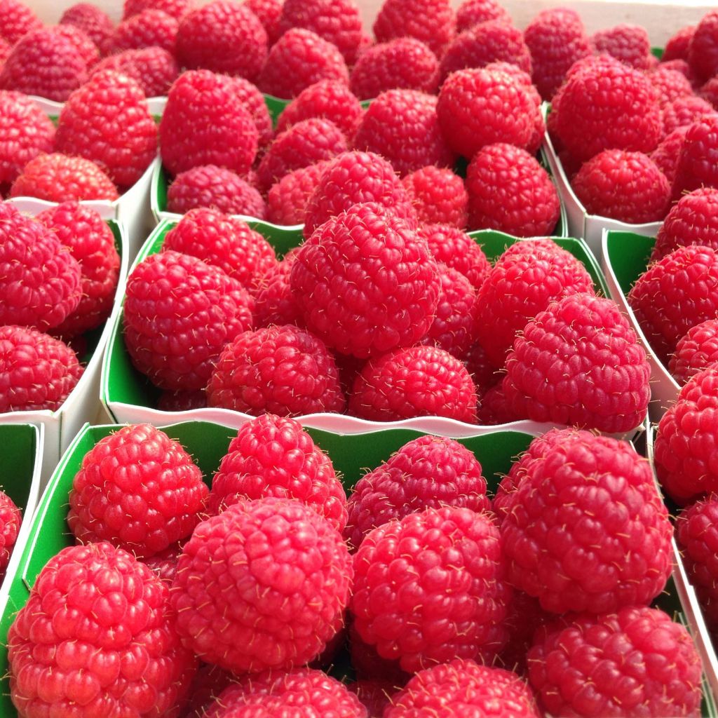 Framboos Parijs (doordragend)