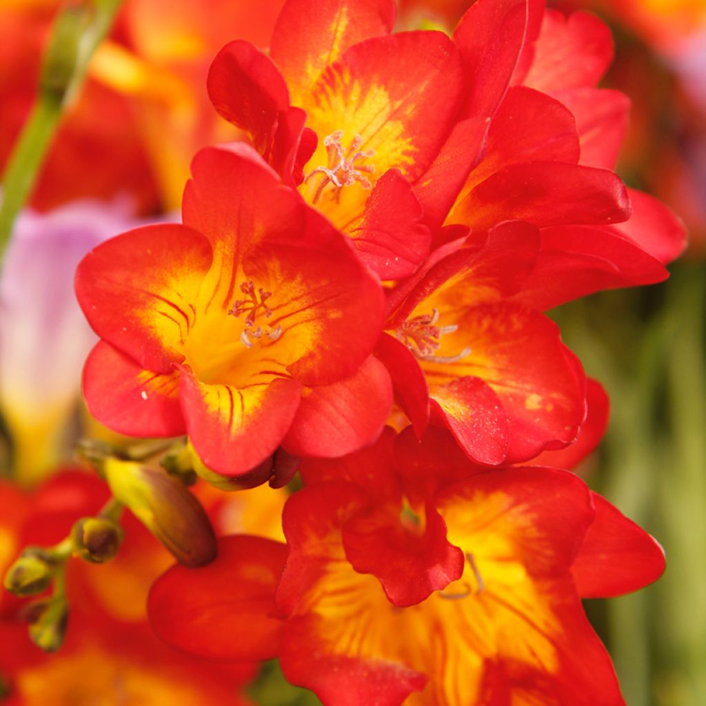 Freesia Rood - Kaaps lelietje-van-dalen