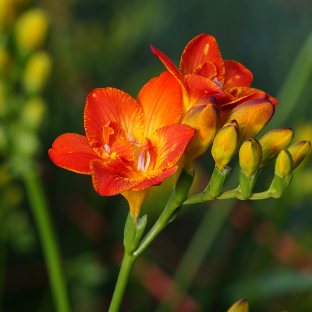 Freesia Rood - Kaaps lelietje-van-dalen