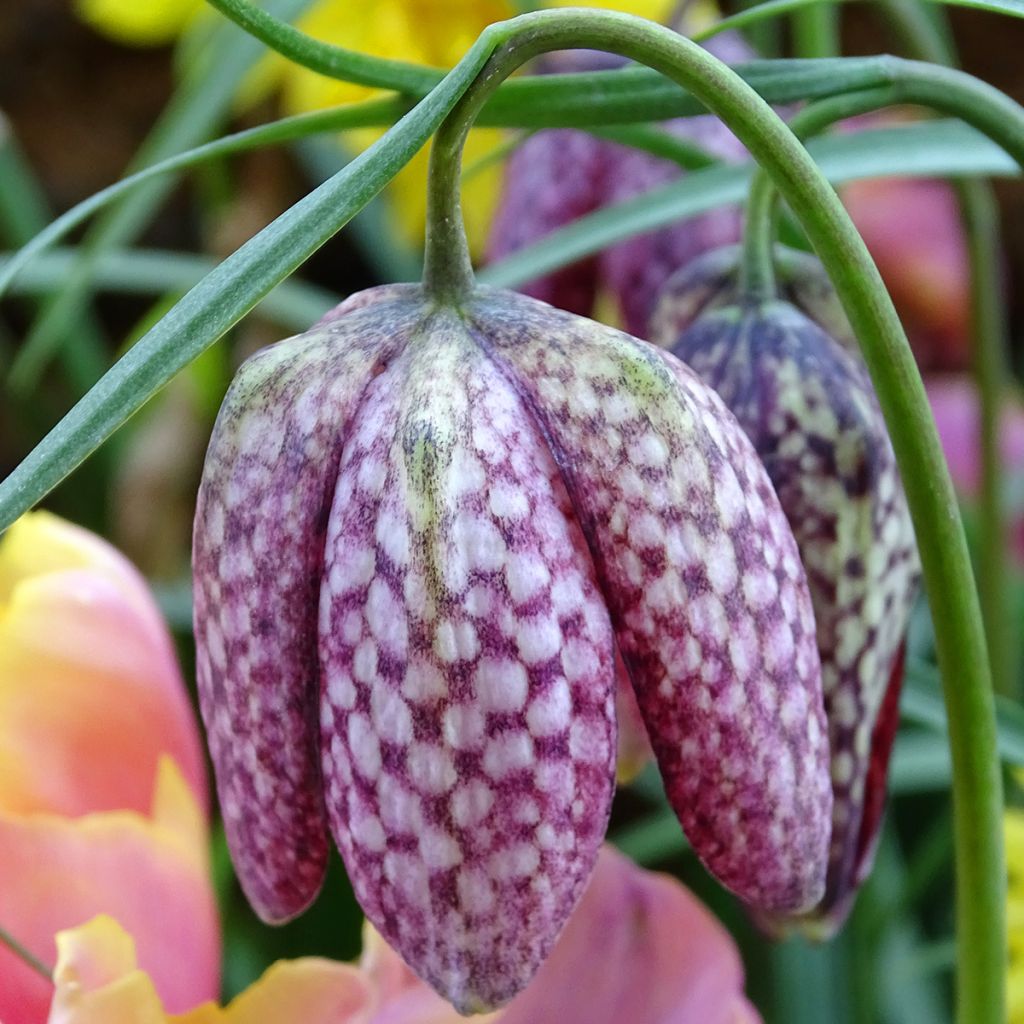 Fritillaria meleagris - Kievitsbloem