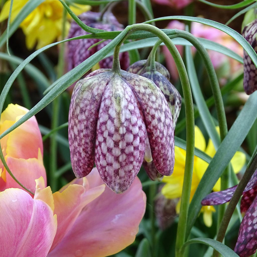 Fritillaria meleagris - Kievitsbloem