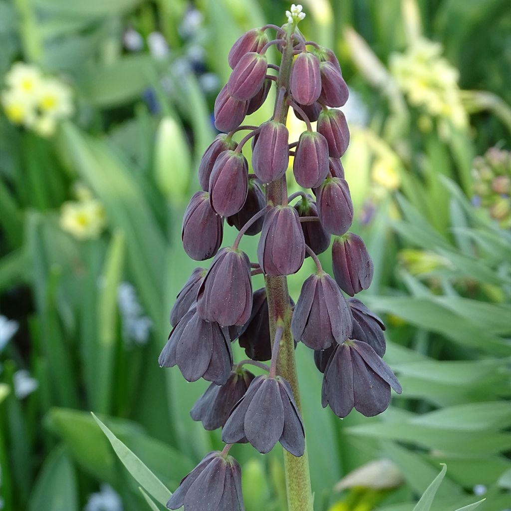 Fritillaria persica Adiyaman - Perzische fritillaria
