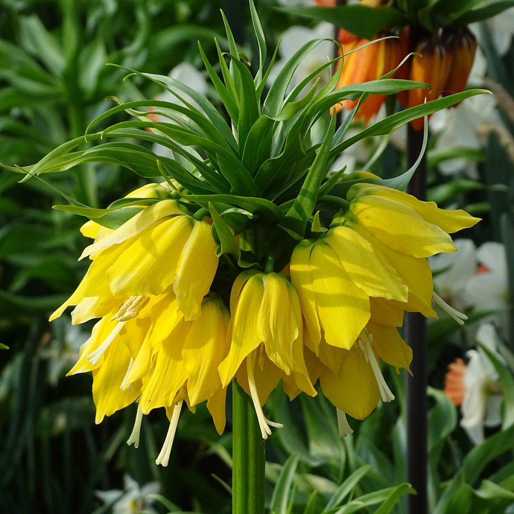 Fritillaria imperialis Lutea - Keizerskroon