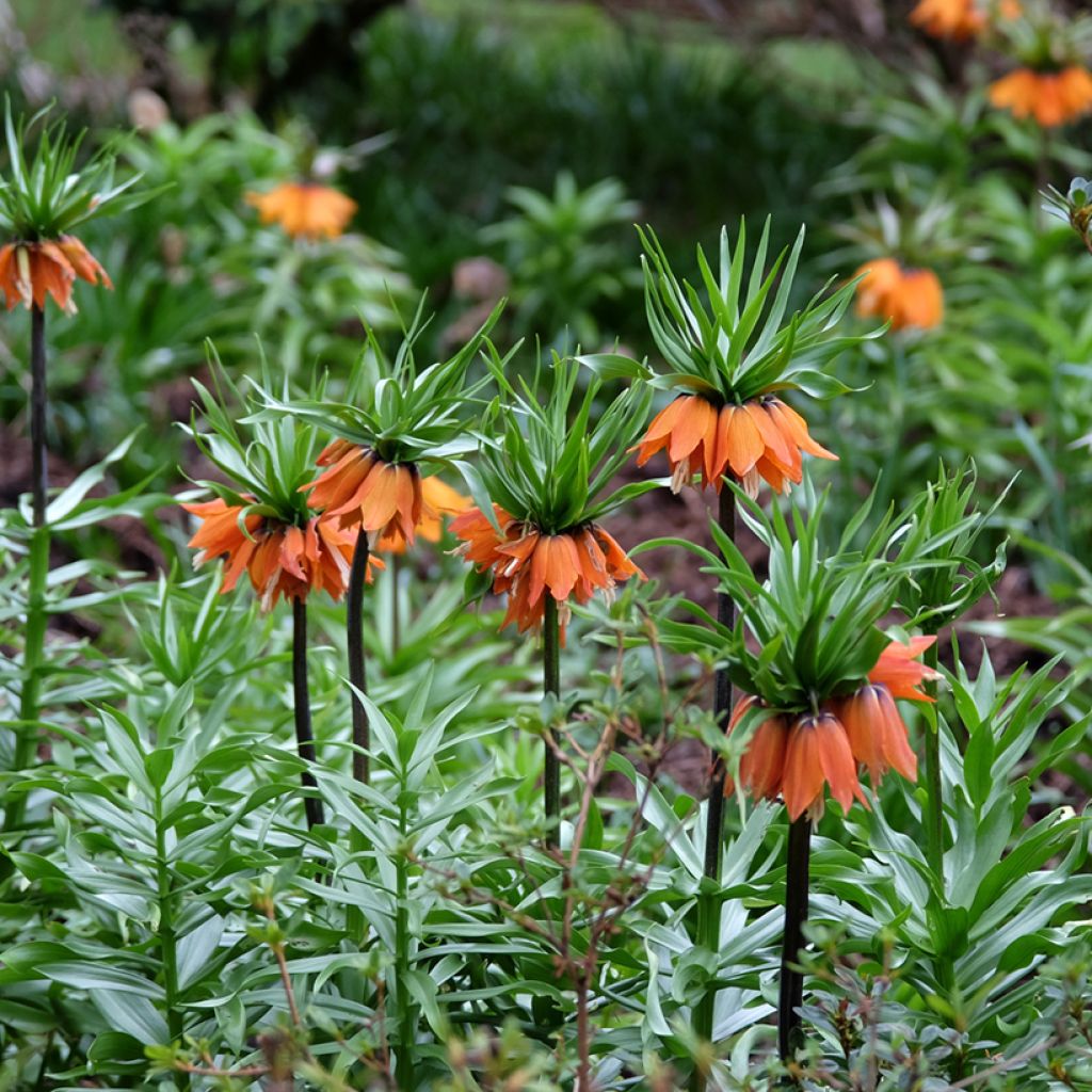 Fritillaria imperialis Sunset - Keizerskroon