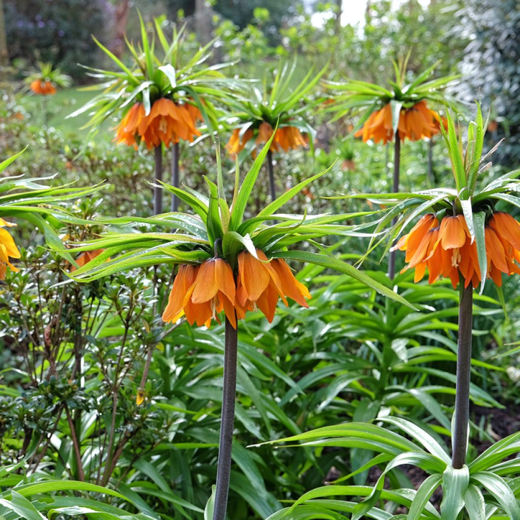Fritillaria imperialis Sunset - Keizerskroon