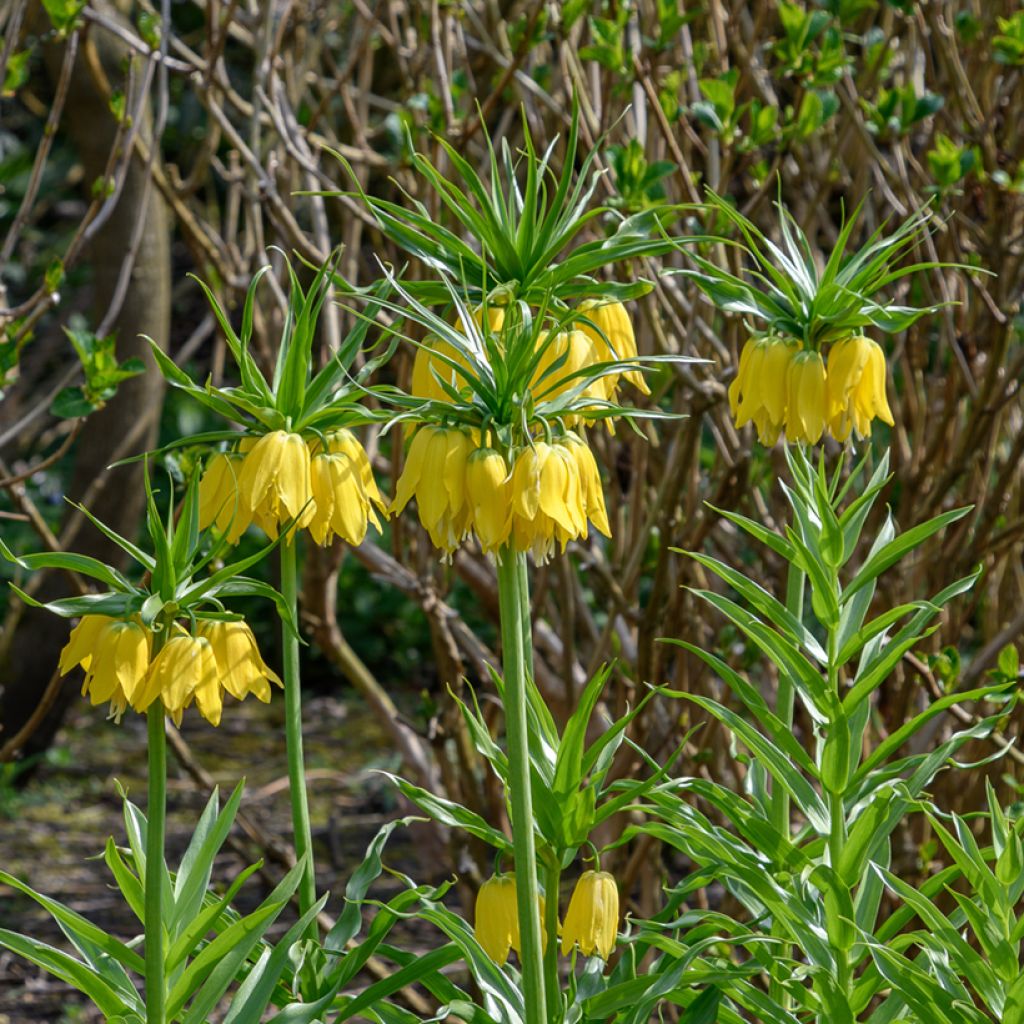 Fritillaria imperialis Lutea - Keizerskroon