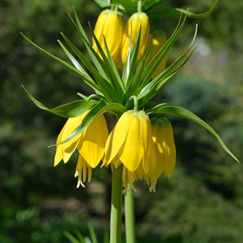 Fritillaria imperialis Lutea - Keizerskroon