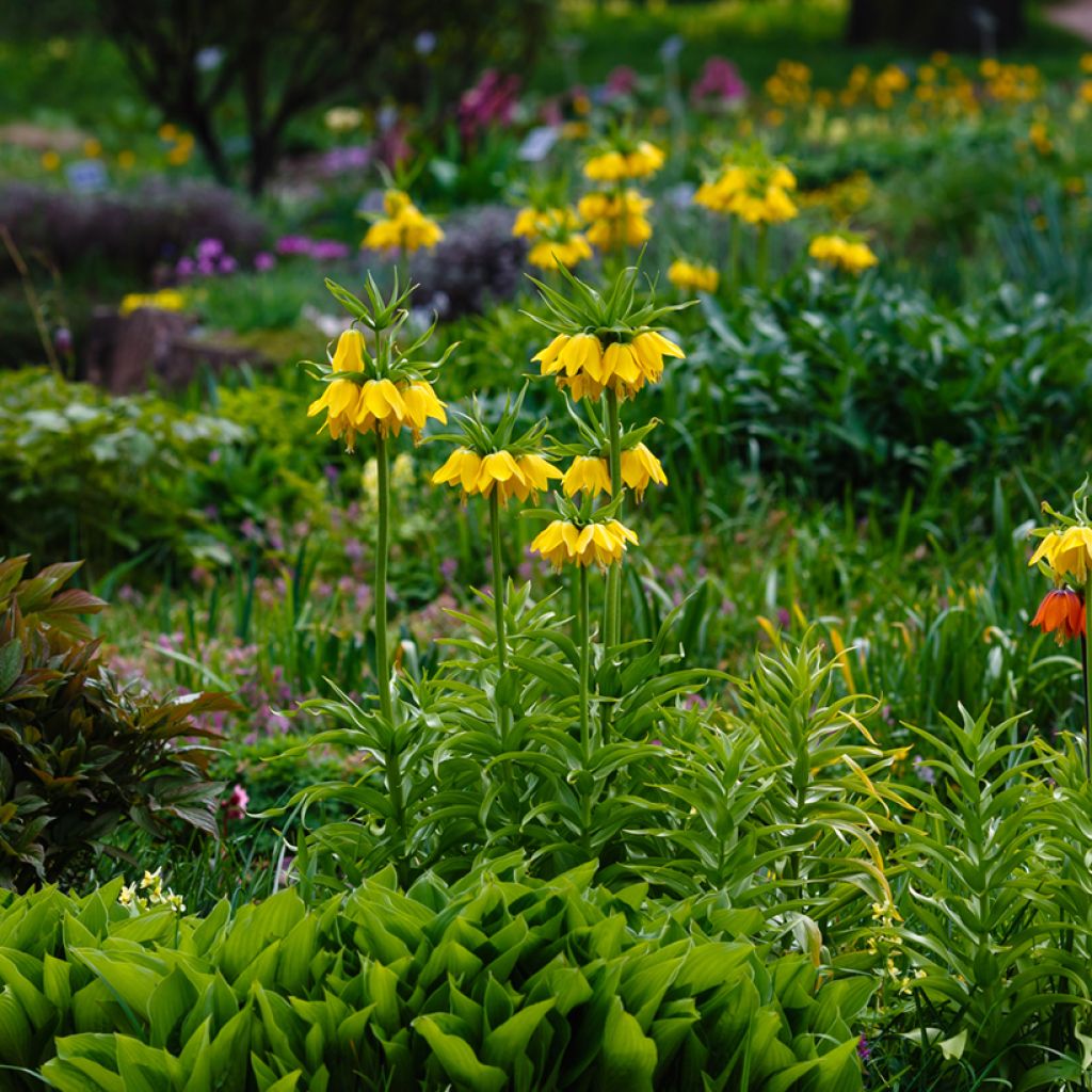 Fritillaria imperialis Lutea - Keizerskroon