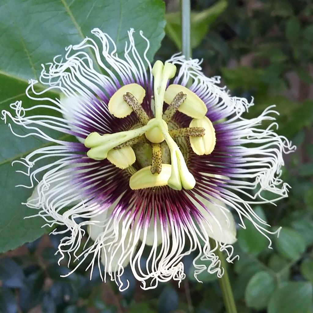 Passiflora edulis f. flavicarpa - Gele passievrucht
