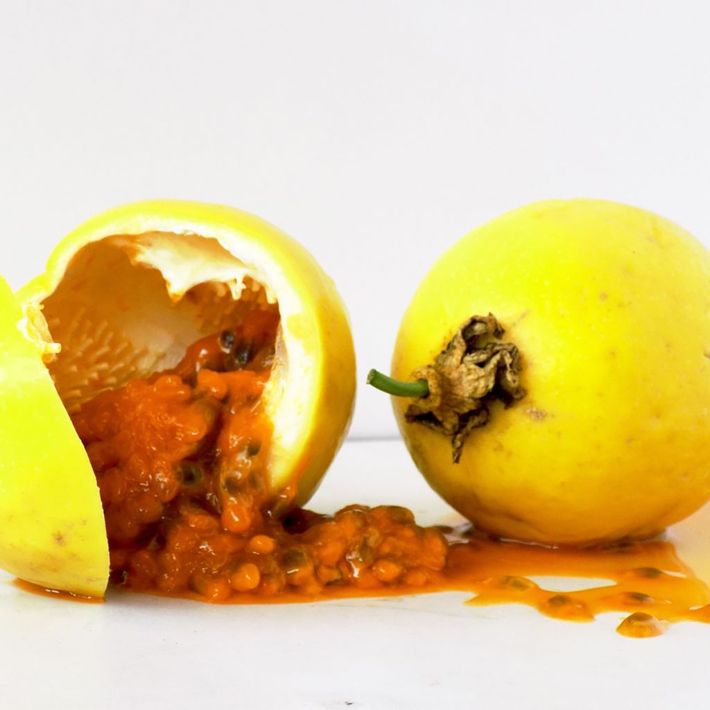 Passiflora edulis f. flavicarpa - Gele passievrucht