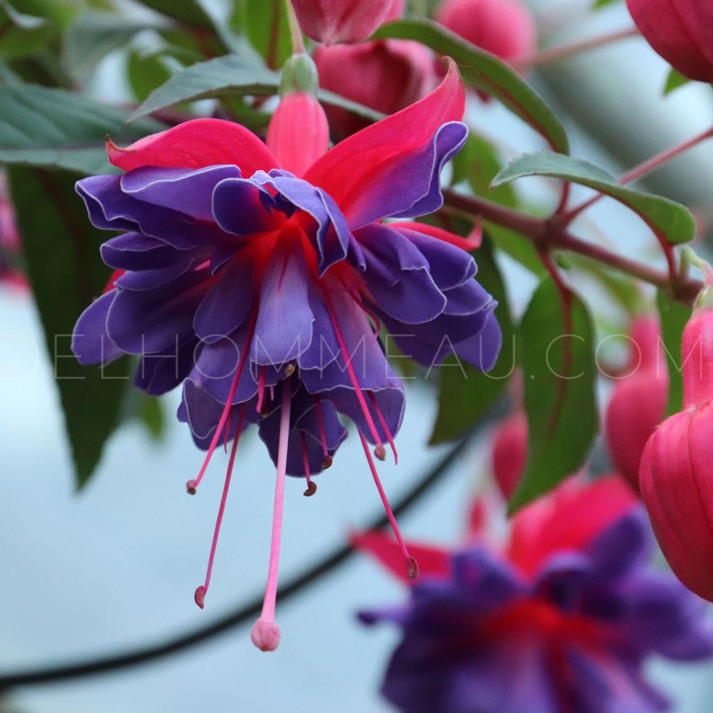 Fuchsia Bernadette - Bellenplant