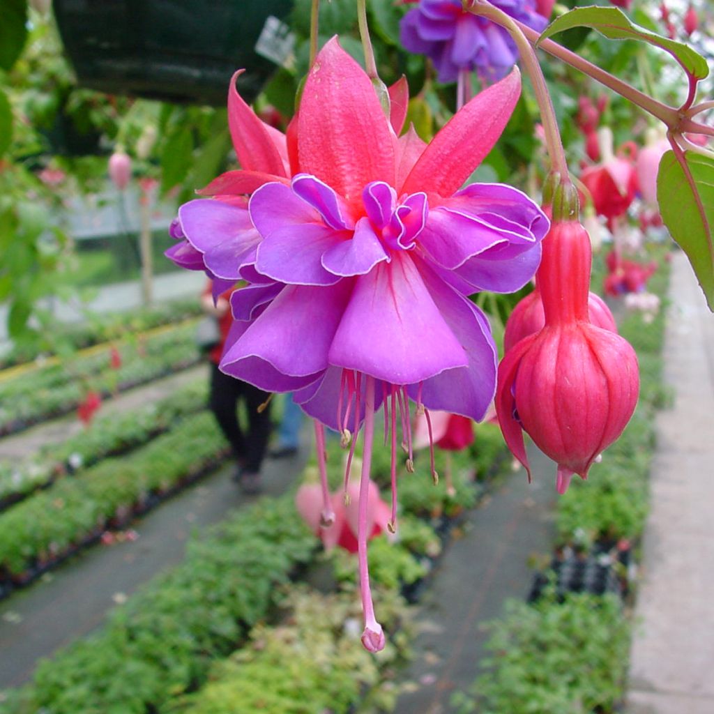Fuchsia Bernadette - Bellenplant