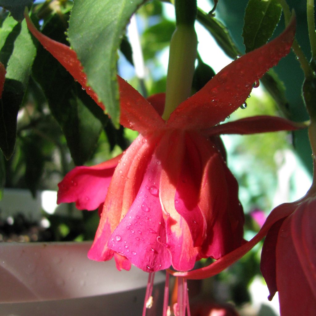 Fuchsia Bicentennial - Bellenplant