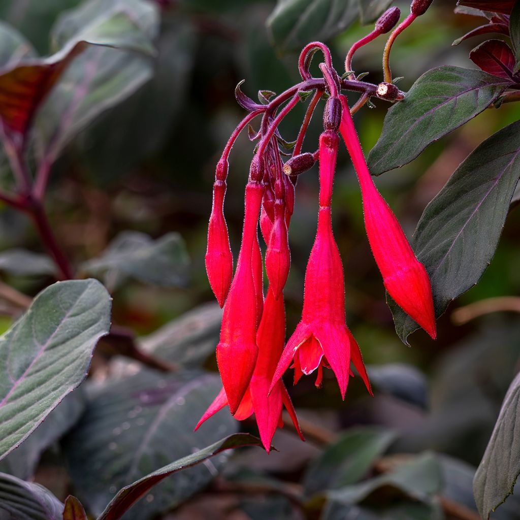 Fuchsia Bush Gartenmeister Bonstedt - Bellenplant